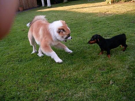 Gravhund gertrud - bare pas på - din hårbolle !!! billede 4