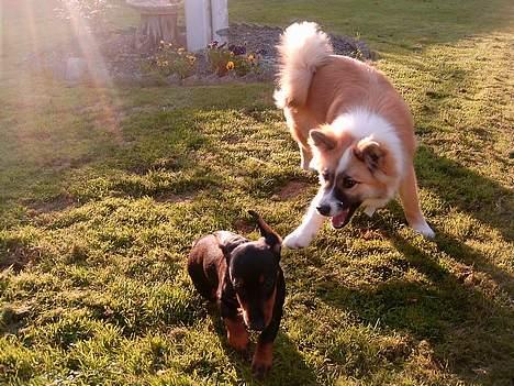 Gravhund gertrud - mig og min lege kammerat billede 5