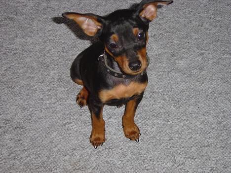 Prazsky krysarik Cosmo - død d. 14/03-07 - Hej alle sammen og velkommen til min side.. c",) billede 1