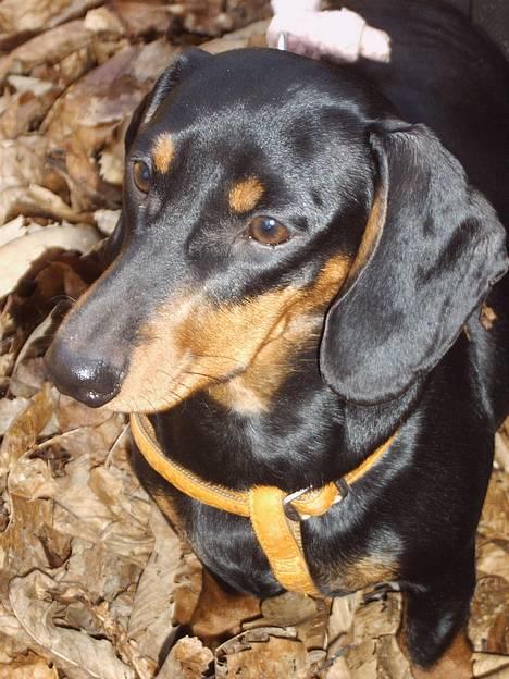 Gravhund gertrud - gertrud med på ridebanen ihh hun elsker at kigge på de "store hunde somløber rundt) mn tæt på det må de nu ikke komme  billede 6
