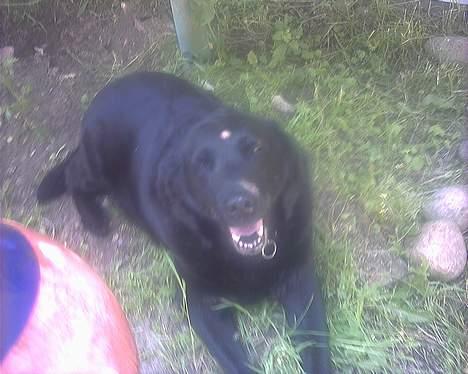 Labrador retriever Maxi (¯`v´¯) (R.I.P) - så ser man lige mig smile til fotografen!.!.! billede 3