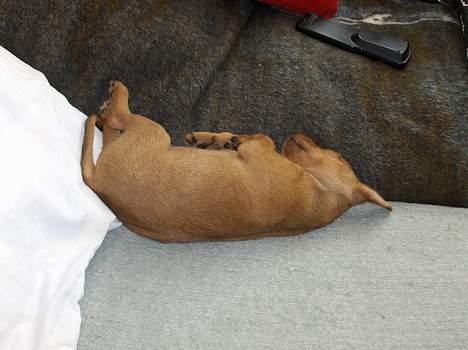 Blanding af racer Bounty - Den første aften jeg havde bounty billede 6