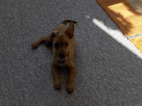 Blanding af racer Bounty billede 8