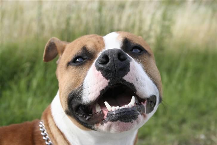 Blanding af racer Macho billede 2