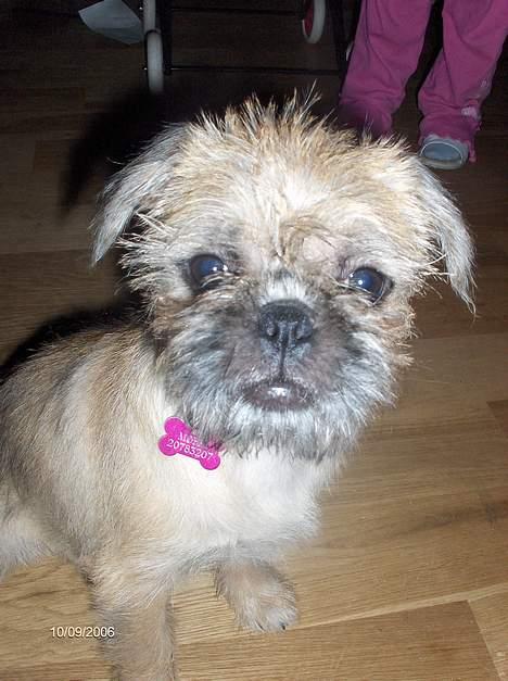 Blanding af racer Møffi - så stor er jeg blevet...  billede 13