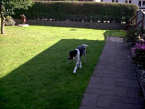 Blanding af racer Lucky billede 9