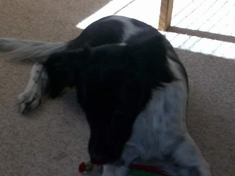 Blanding af racer Lucky billede 10