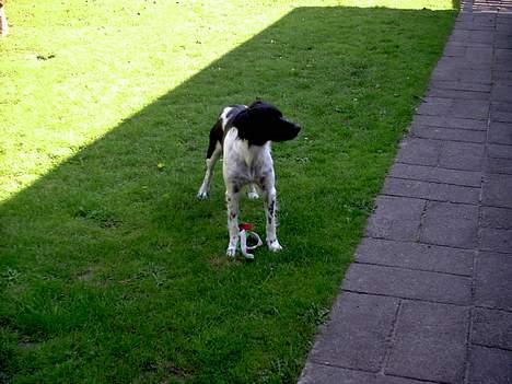 Blanding af racer Lucky billede 11