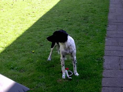 Blanding af racer Lucky billede 12