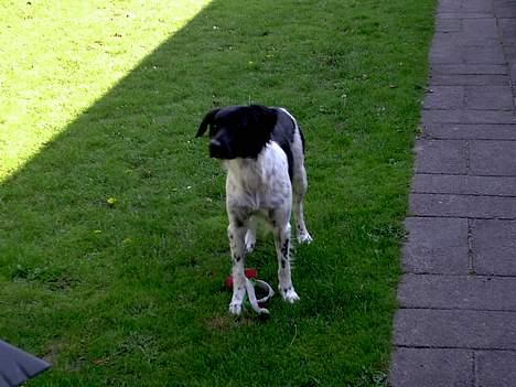 Blanding af racer Lucky billede 13