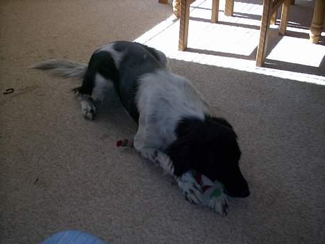 Blanding af racer Lucky billede 14