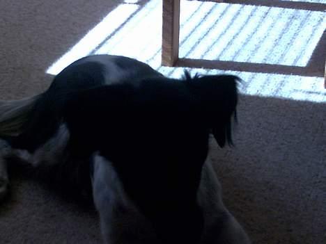 Blanding af racer Lucky billede 15