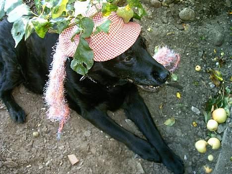 Labrador retriever Maxi (¯`v´¯) (R.I.P) - så ser man lige smukke mig..hihi billede 5