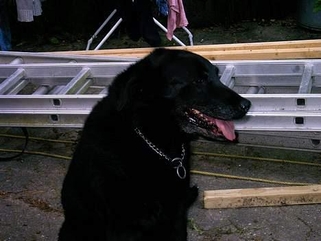Labrador retriever Maxi (¯`v´¯) (R.I.P) - se jeg kan også række tunge.. hihi billede 6