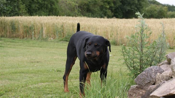 Rottweiler Chantie - "Gumle Gumle"....... Jeg er en Ko......... Eller.....??!!?? He he billede 17