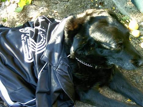 Labrador retriever Maxi (¯`v´¯) (R.I.P) - se nu har jeg også trøje på...hihi.. billede 9