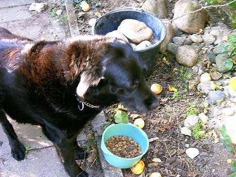 Labrador retriever Maxi (¯`v´¯) (R.I.P) - nam nam mad.. billede 10