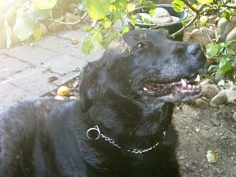Labrador retriever Maxi (¯`v´¯) (R.I.P) - der er ikke noget bedre en at like under et æble træ på en varm sommer dag..hihi.. billede 11