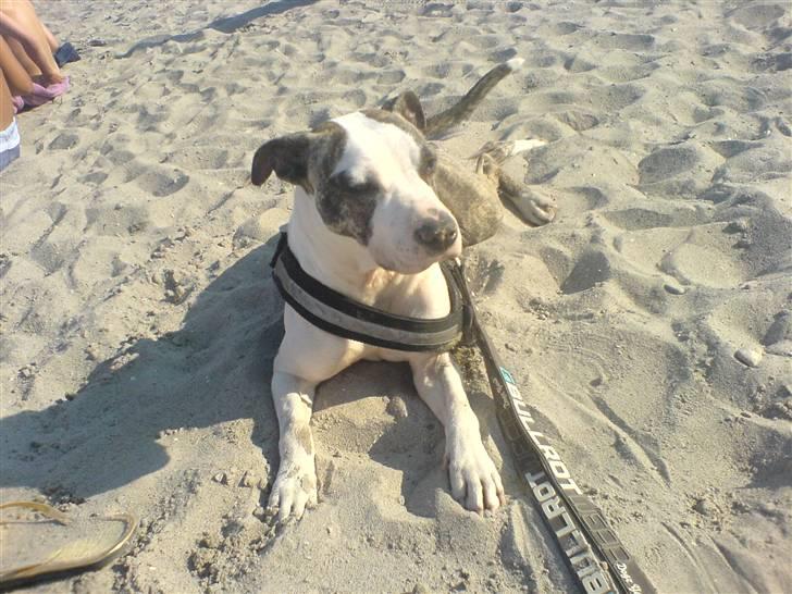 Amerikansk staffordshire terrier LunA billede 3