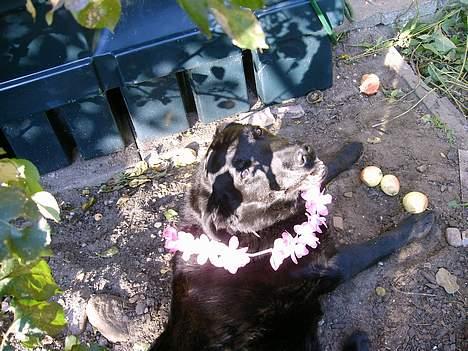 Labrador retriever Maxi (¯`v´¯) (R.I.P) - så ser man lige smukke mig med blomster krans og sol og det hele..hihi... billede 13
