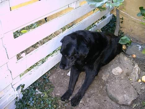 Labrador retriever Maxi (¯`v´¯) (R.I.P) - så nu vil jeg ikke lige her mer... billede 14