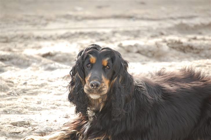 Cocker spaniel Frida billede 5