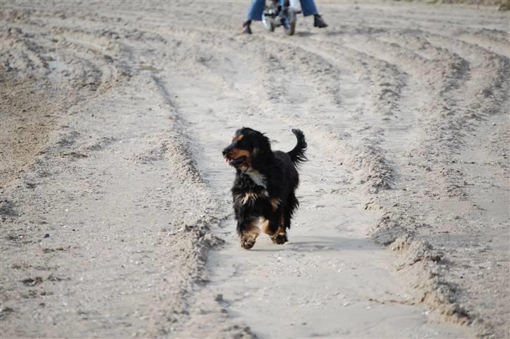 Cocker spaniel Frida billede 6