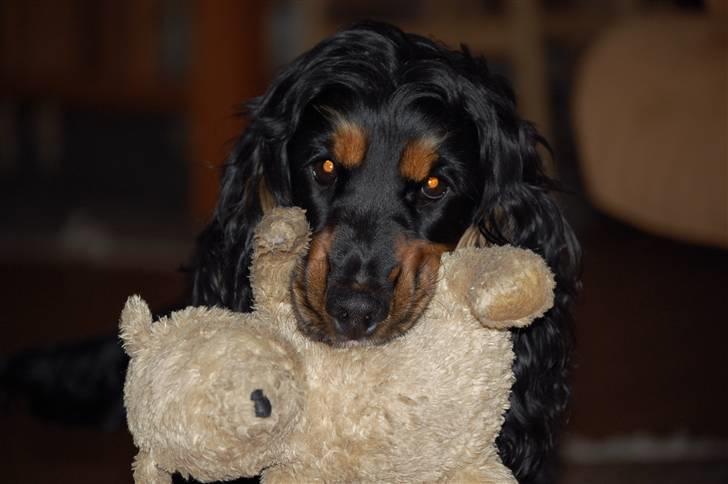 Cocker spaniel Frida billede 7