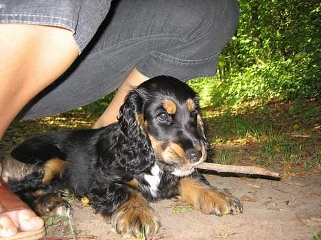Cocker spaniel Frida - i må ikk få min pind billede 8