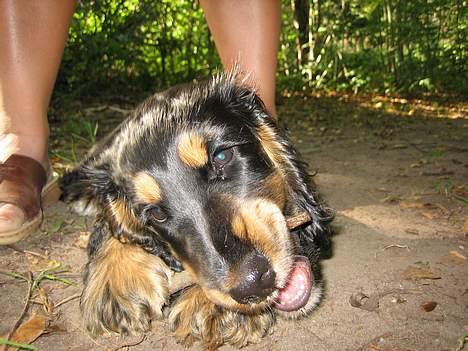 Cocker spaniel Frida billede 9