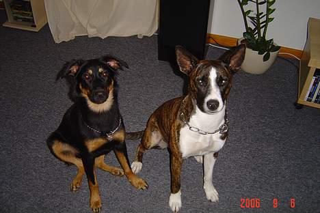 Blanding af racer thaiya *R.I.P* billede 1