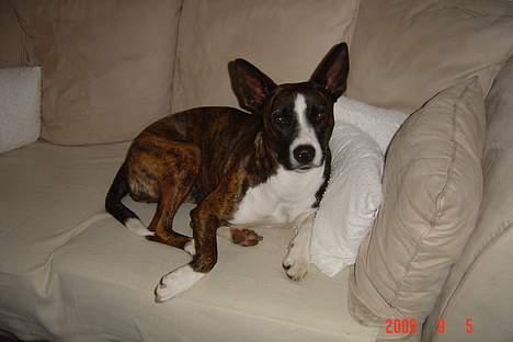 Blanding af racer thaiya *R.I.P* billede 2