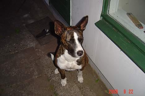 Blanding af racer thaiya *R.I.P* billede 3