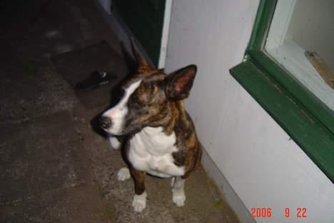 Blanding af racer thaiya *R.I.P* billede 4