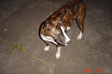 Blanding af racer thaiya *R.I.P* billede 5