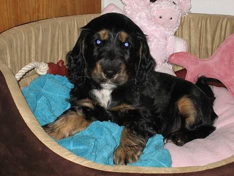 Cocker spaniel Frida billede 11