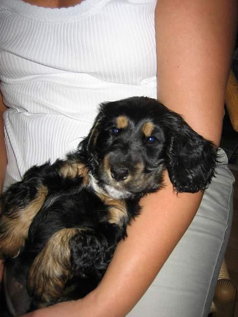 Cocker spaniel Frida billede 13