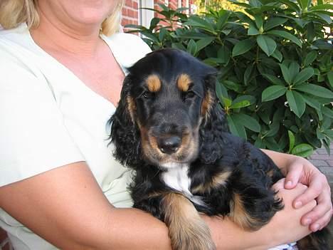 Cocker spaniel Frida billede 14