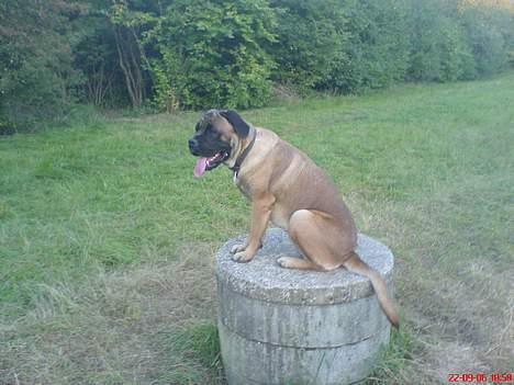 Cane corso Campo Di Cavello (Sussi) billede 15