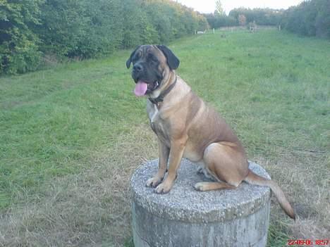 Cane corso Campo Di Cavello (Sussi) billede 16