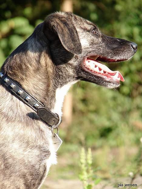 Blanding af racer Nuni - 21/9 Miss-Piiip har taget fiiine billeder af mig. billede 12