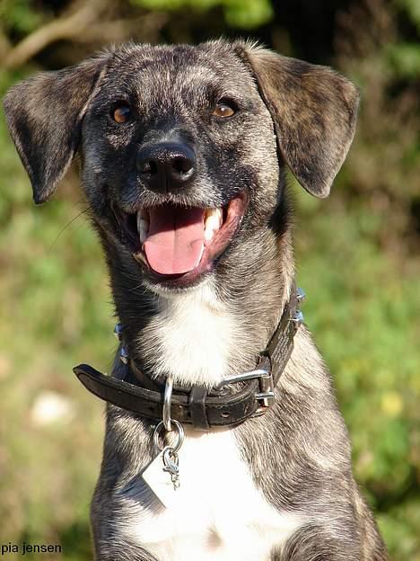 Blanding af racer Nuni - 21/9 stadig lidt for lækker billede 13