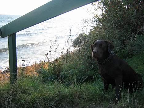 Labrador retriever Bella  - Udkig... billede 12