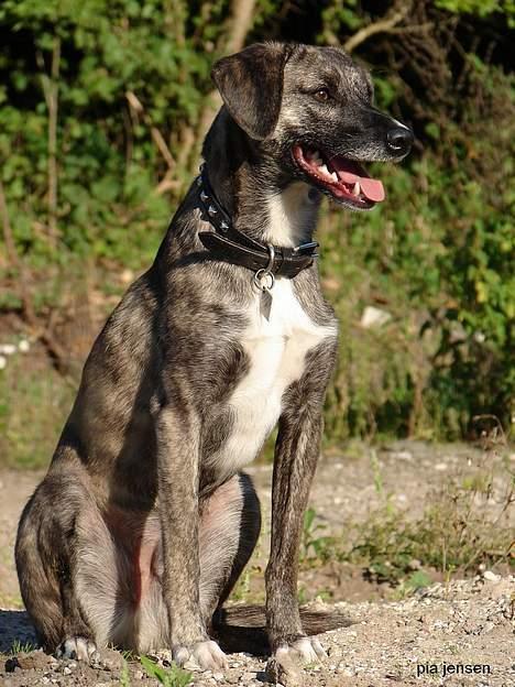 Blanding af racer Nuni - 21/9 først den ene vej billede 14