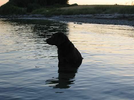 Labrador retriever Bella  - Bella i vandet... billede 13
