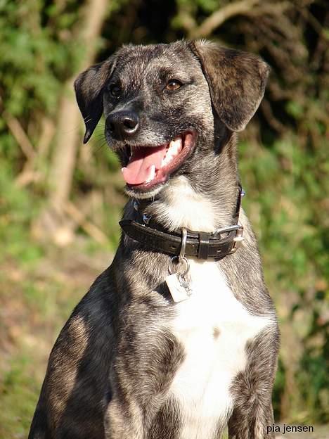 Blanding af racer Nuni - 21/9 og så den anden vej... billede 15