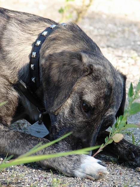 Blanding af racer Nuni - 21/9 Nu gider jeg altså ikke mere moar, lad mig nu ligge! billede 16