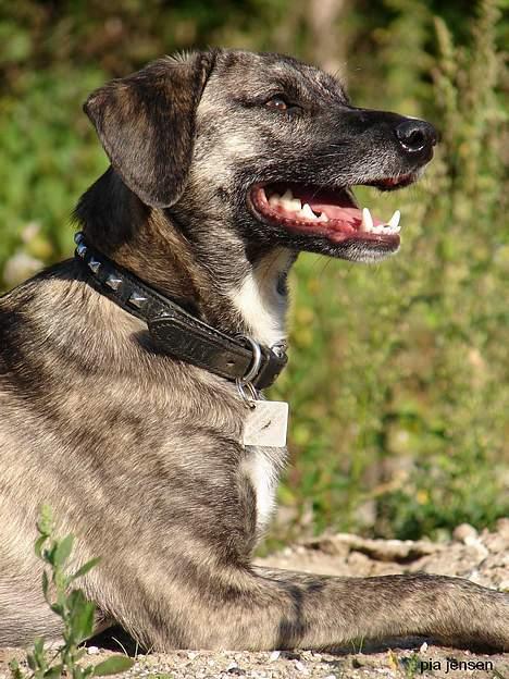 Blanding af racer Nuni - 21/9 Ok så, liiige et mere! billede 17