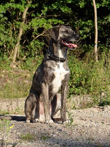 Blanding af racer Nuni - 21/9 Arj, nu stopper I altså!*S* billede 18