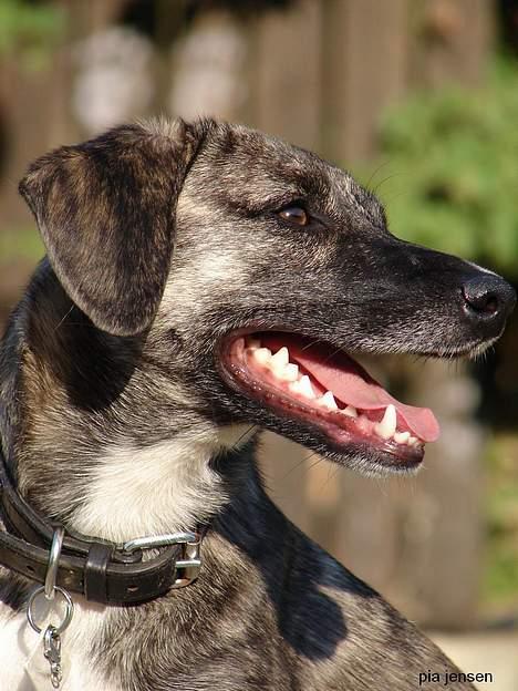 Blanding af racer Nuni - 21/9 Ok, så får I lige et par Guldkorn mere, men så vil jeg altså også have lov at lege med Magai, hun er vildt lækker mor! billede 19